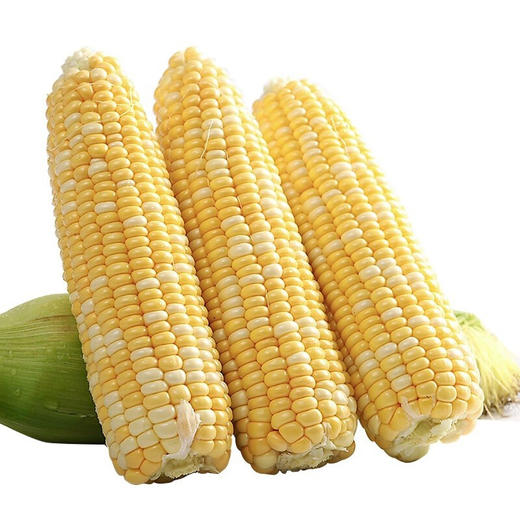 云南水果玉米 5-10斤装 无公害玉米棒 可生吃 头甜牛奶玉米 须带皮苞 新鲜蔬菜 商品图1