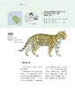 世界野生猫科动物，以通俗的文字讲述世界上现存40种野生猫科动物的生活 科普 商品缩略图6