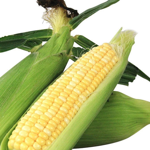 云南水果玉米 5-10斤装 无公害玉米棒 可生吃 头甜牛奶玉米 须带皮苞 新鲜蔬菜 商品图2