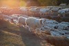“买肉涨肉”小羊第四季 | THE BANK OF SHEEP 商品缩略图4