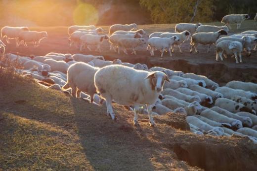 “买肉涨肉”小羊第四季 | THE BANK OF SHEEP 商品图4