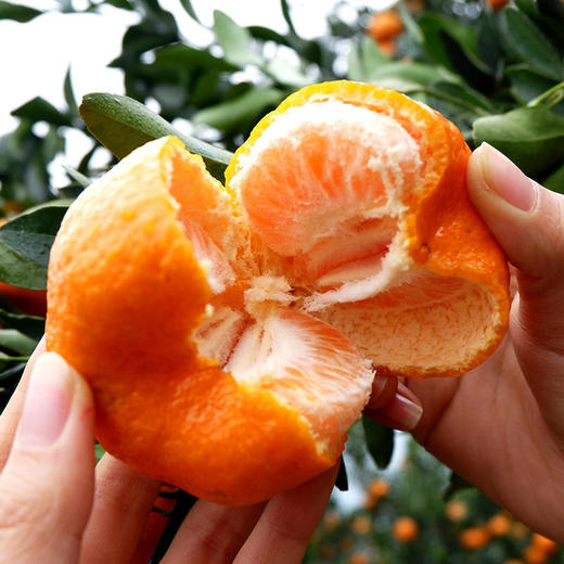湖北清江椪柑 一口爆汁 好吃不上火 坚持自然成熟 不催熟不打蜡 商品图0
