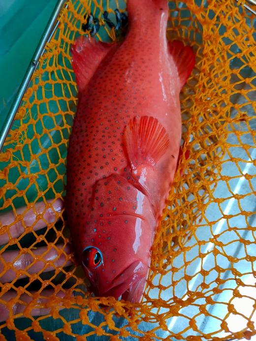 深海东星斑1条1.3一1.5斤 商品图0