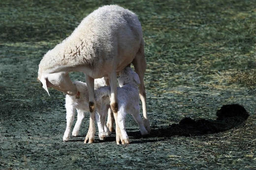 “买肉涨肉”小羊第四季 | THE BANK OF SHEEP 商品图7