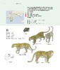 世界野生猫科动物，以通俗的文字讲述世界上现存40种野生猫科动物的生活 科普 商品缩略图5