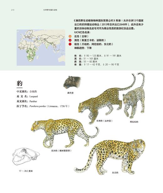 世界野生猫科动物，以通俗的文字讲述世界上现存40种野生猫科动物的生活 科普 商品图5