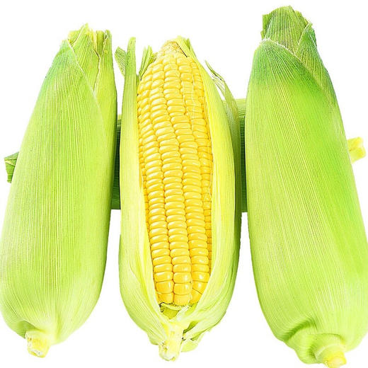 云南水果玉米 5-10斤装 无公害玉米棒 可生吃 头甜牛奶玉米 须带皮苞 新鲜蔬菜 商品图3