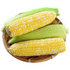 云南水果玉米 5-10斤装 无公害玉米棒 可生吃 头甜牛奶玉米 须带皮苞 新鲜蔬菜 商品缩略图0