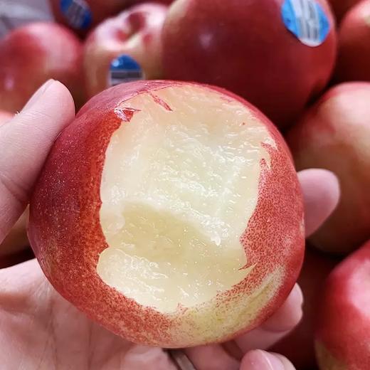 澳洲进口油桃 桃驳李 桃子 - 版纳天天水果