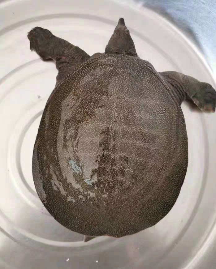 生态甲鱼每只2一2.2斤