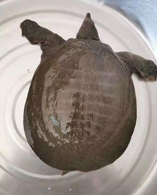 生态甲鱼每只2一2.2斤 商品图0