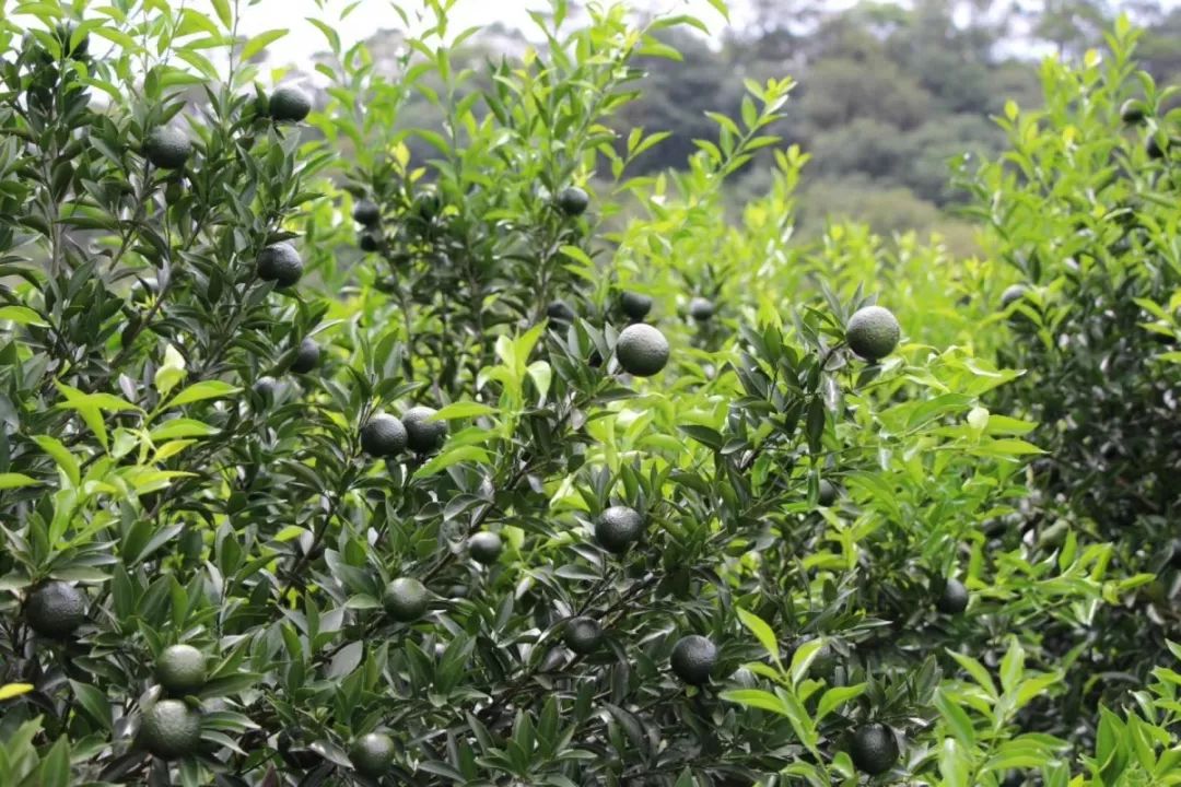 【柑之堡】六堡茶小青柑