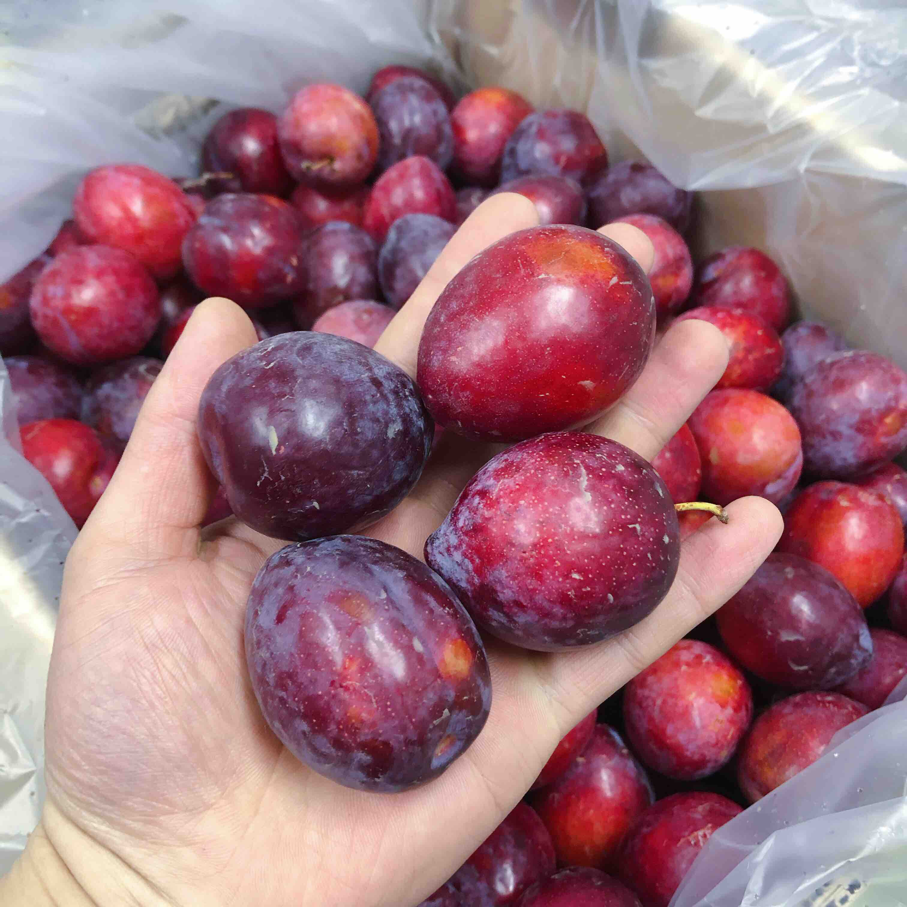 鸡心李智利鸡心李甜脆好吃果肉青黄好吃李子中抗氧化剂含量高的惊人