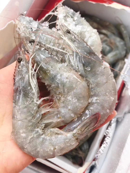 南美深海捕 4050大规格 大白虾2kg