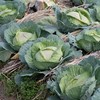 扁平卷心菜 Flat cabbage 商品缩略图0