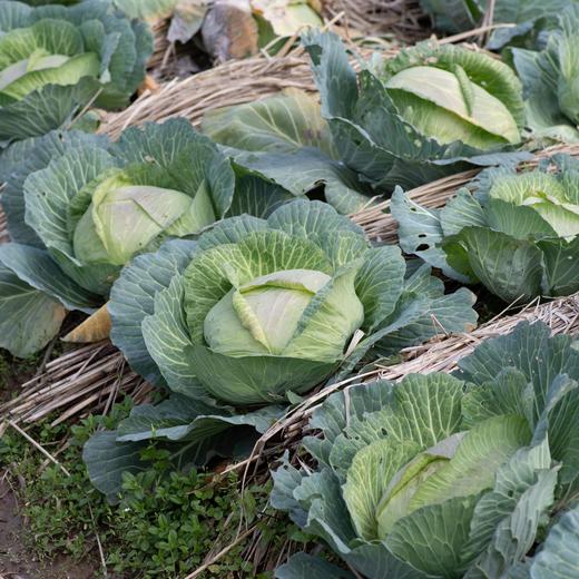 扁平卷心菜 Flat cabbage 商品图0