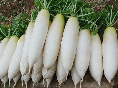 白萝卜3斤起售（整个出售，以实际称重为准，多退少补）