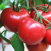 西红柿2斤起售（整个出售，以实际称重为准，多退少补） 商品缩略图0