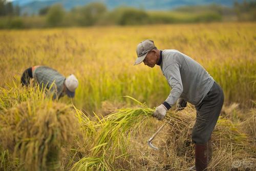 垦荒人稻花香大米 - 半岛优品惠230307