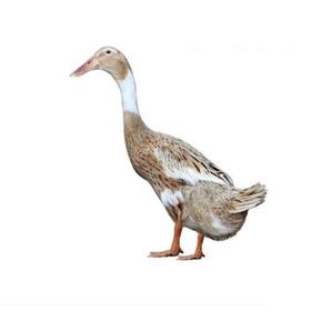 正宗菜鸭母（只）基地散养