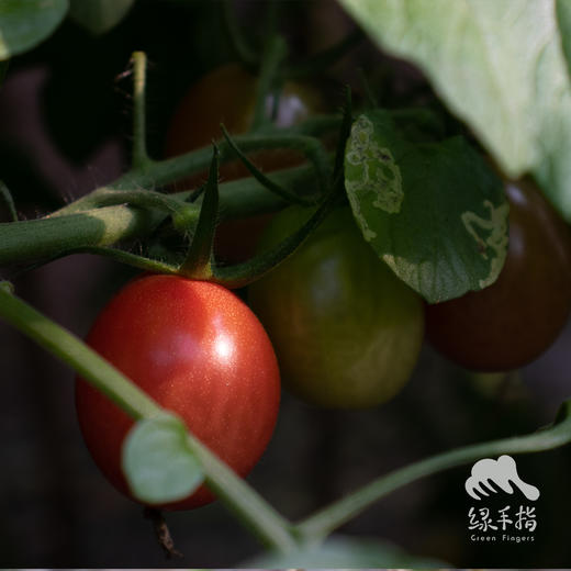 有机圣女果（过年也发货） | 绿家自产 * Organic cherry tomato | Self-production 商品图5