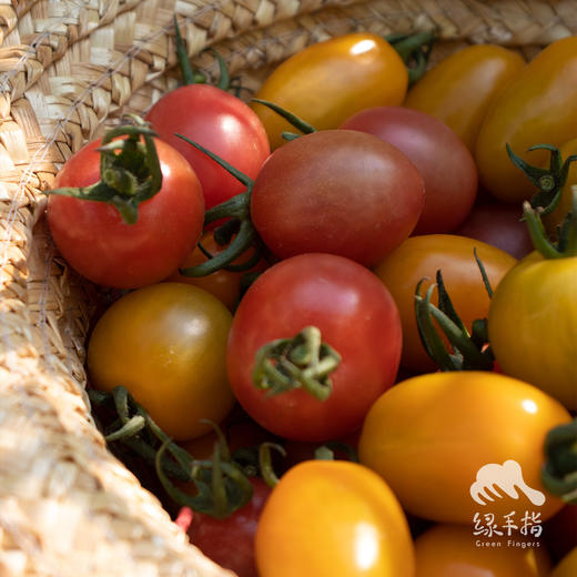 有机圣女果 | 绿家自产 * ecological cherry tomato | Self-production 商品图3