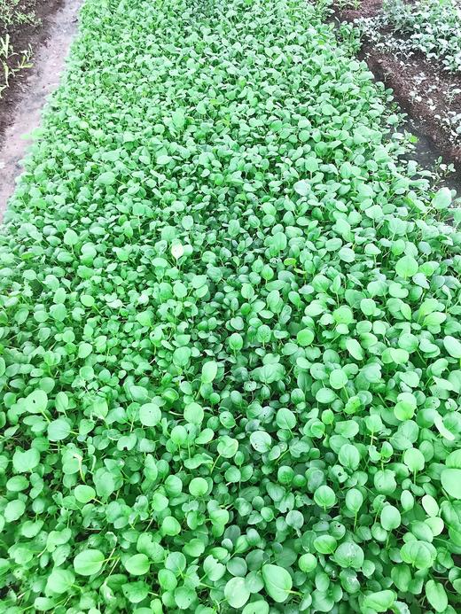 鸡毛菜 商品图1