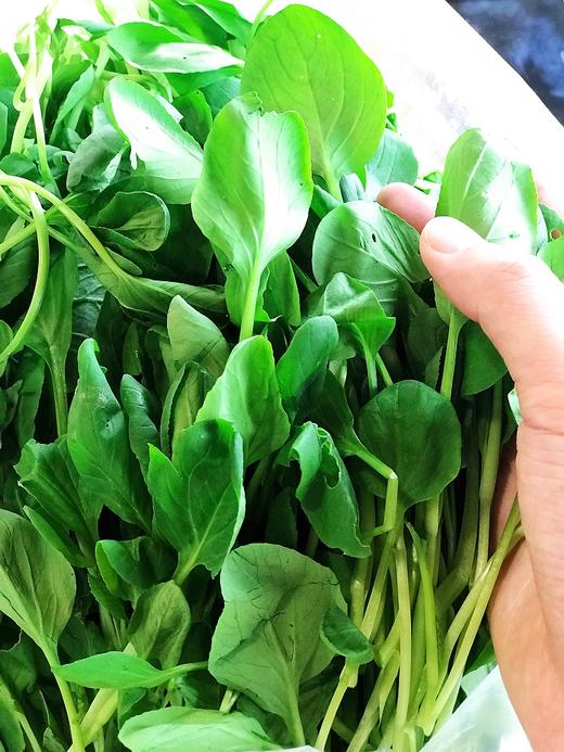 鸡毛菜 商品图0