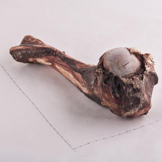 deardeer臻鹿鹿大腿骨1个