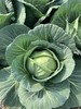 甘蓝（卷心菜） 商品缩略图3