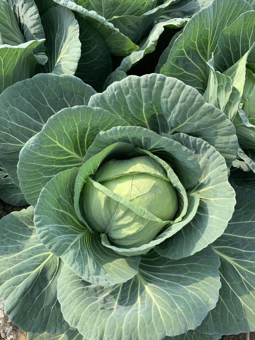 甘蓝（卷心菜） 商品图3