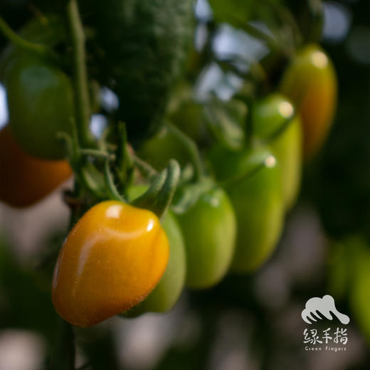 有机圣女果 | 绿家自产 * ecological cherry tomato | Self-production 商品图4