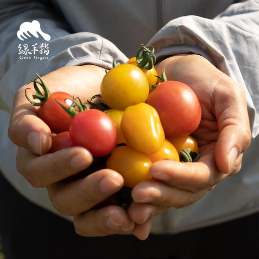 有机圣女果 | 绿家自产 * ecological cherry tomato | Self-production 商品图1