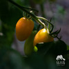 有机圣女果（过年也发货） | 绿家自产 * Organic cherry tomato | Self-production 商品缩略图4
