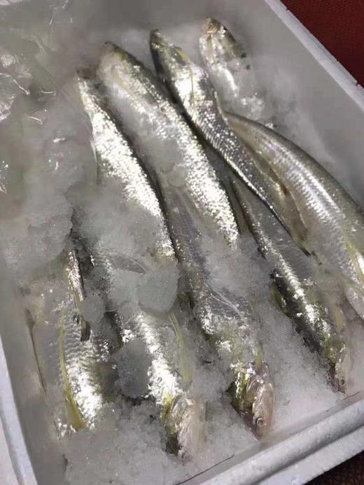 江南灶侯新庆师傅监制的江阴刀鱼馄饨 顺丰发货 含馄饨皮 商品图6