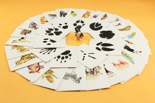 记忆da比拼：动物和它的脚印（2—6岁幼儿亲子互动益智启蒙游戏卡， 小手撕不烂，圆角设计更安全， 25种动物和它们的脚印， 锻炼观察力、想象力和记忆力） 商品图3