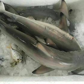 港岛姑娘 小白鲨小鲨鱼全身无刺肉质美味可口0.9-1.1斤/条活冻