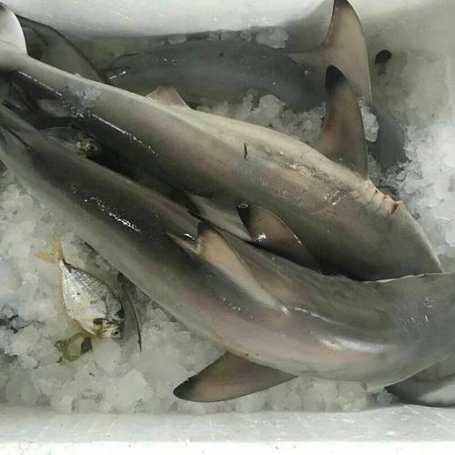 港岛姑娘 小白鲨小鲨鱼全身无刺肉质美味可口0.9-1.1斤/条活冻 商品图0