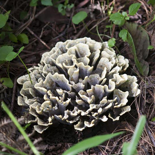 云南手工制作干巴菌菌香浓郁嚼味鲜香滋嫩回味纯香