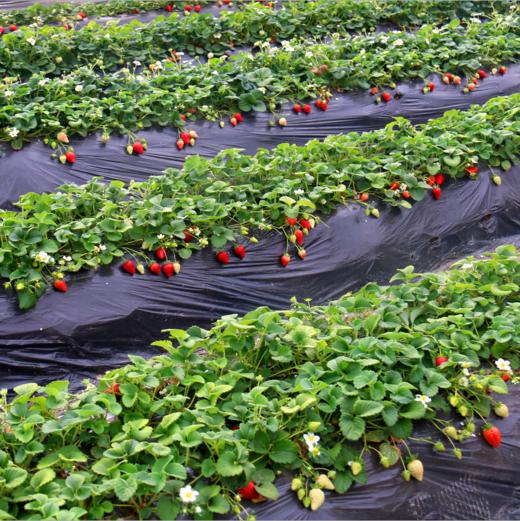 精品草莓 两斤装 商品图3