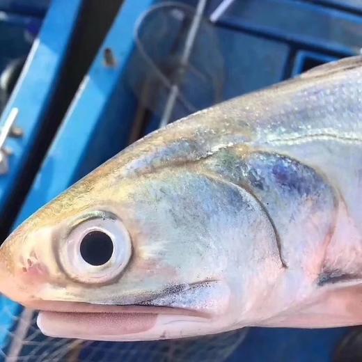 港岛姑娘 直发午鱼马友鱼午笋鱼肉质超嫩宝宝特选辅食0.6-0.7/条活冻 商品图1