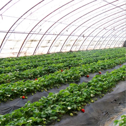 精品草莓 两斤装 商品图4