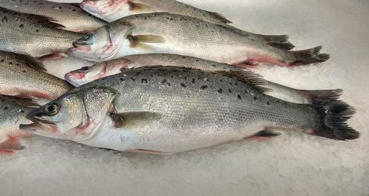 港岛姑娘 当天海钓手钓鲈鱼海鲈鱼七星海鲈鱼肉质弹嫩味美鲜甜0.9-1.1斤/条活冻 商品图3