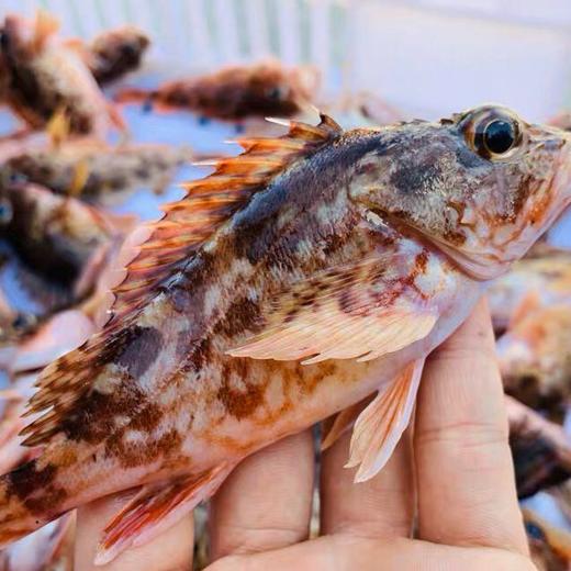 海鲜精选东山活鲜野生石翁鱼顺丰冷链直达得益于东山丰富的岛礁资源