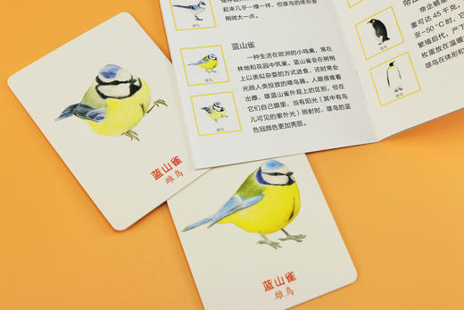 记忆da比拼：给鸟儿配对（鸟类科普游戏卡片，轻松锻炼专注力和观察力） 商品图5