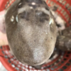 港岛姑娘 深海狗鲨码头直发斑点鲨猫鲨营养滋补肉厚无刺1.7-3.0斤/条活冻活冻 商品缩略图1