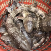 港岛姑娘 深海狗鲨码头直发斑点鲨猫鲨营养滋补肉厚无刺1.7-3.0斤/条活冻活冻 商品缩略图0