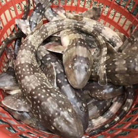 港岛姑娘 深海狗鲨码头直发斑点鲨猫鲨营养滋补肉厚无刺1.7-3.0斤/条活冻活冻