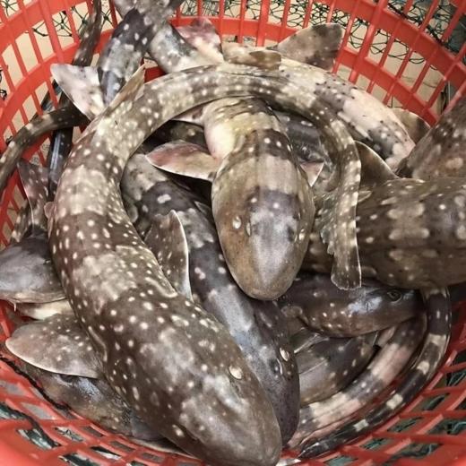 港岛姑娘 深海狗鲨码头直发斑点鲨猫鲨营养滋补肉厚无刺1.7-3.0斤/条活冻活冻 商品图0