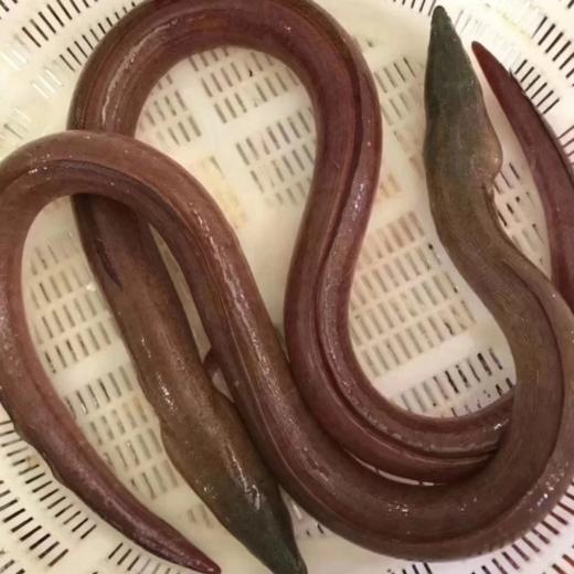 大补【龙鳗】土龙来了‼‼品质一级棒，量不多要的抓紧哦！！ 活冻 商品图1